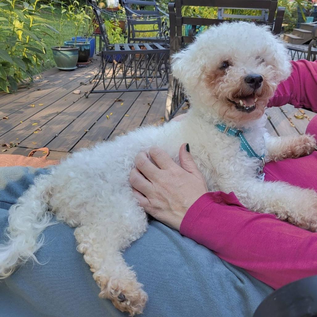 Enlarge Fleur, a Adoptable Bichon Frise in West Chester, PA image 6/6