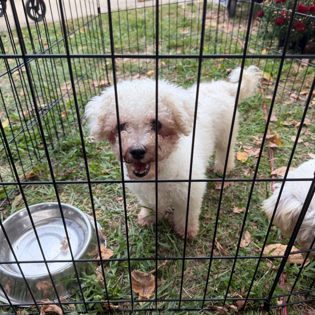 Enlarge Fleur, a Adoptable Bichon Frise in West Chester, PA image 6/6
