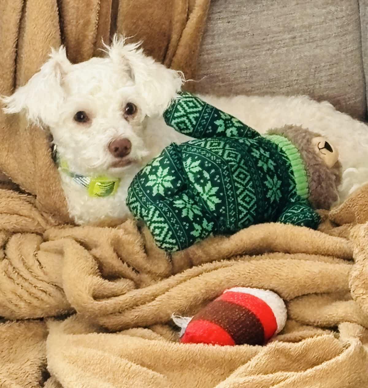 Goose, Adoptable, Young Male Maltese & Bichon Frise.