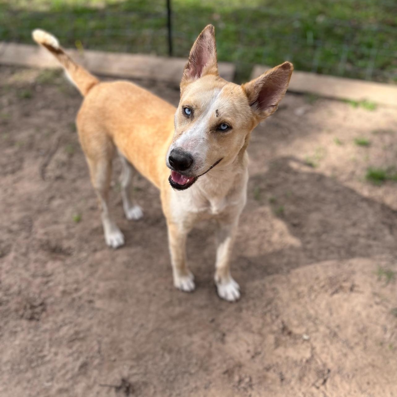 Enlarge Maggie, an adopted mixed breed in Portland, OR image 3/5