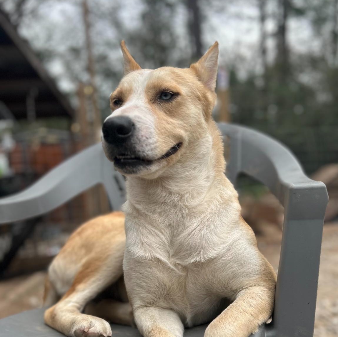 Maggie, adopted, Adult Female Cattle Dog & Husky.