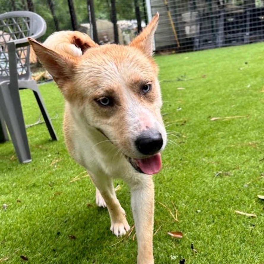 Enlarge Maggie, an adopted mixed breed in Portland, OR image 4/5