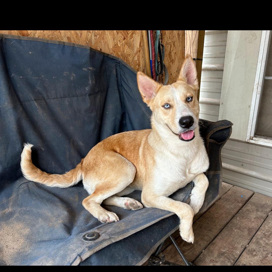 Enlarge Maggie, an adopted mixed breed in Portland, OR image 5/5