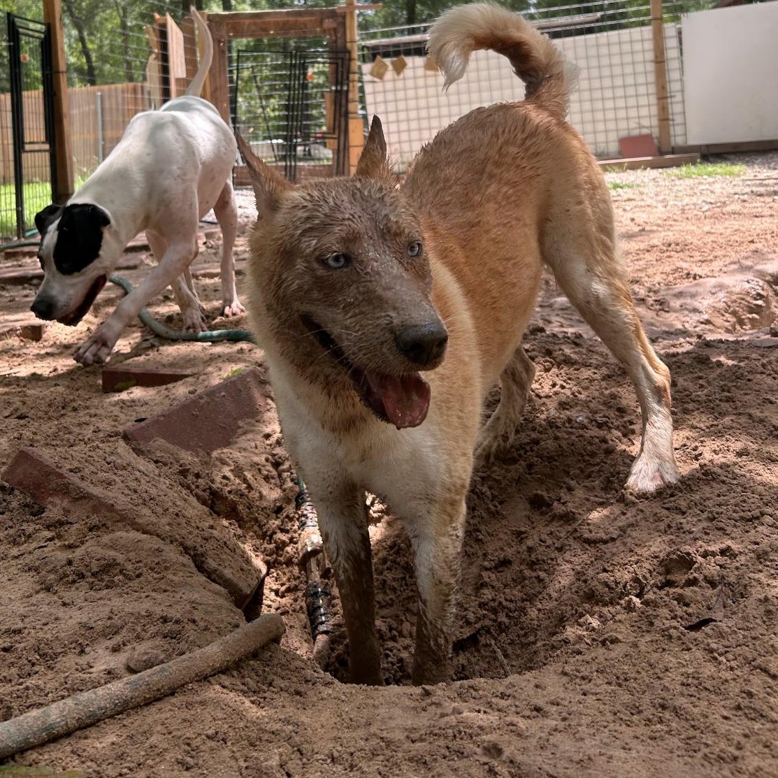 Enlarge Maggie, an adopted mixed breed in Portland, OR image 2/5