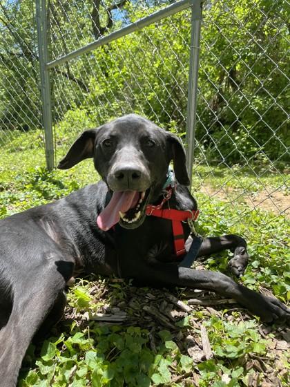 Bandit, Adoptable, Adult Male Hound & Mixed Breed.