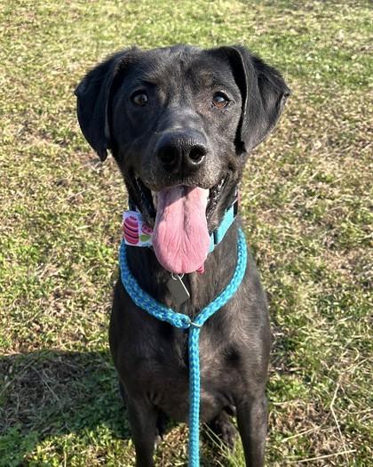 Bandit, Adoptable, Adult Male Hound & Mixed Breed.