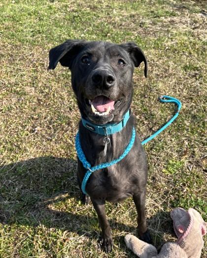 Enlarge Bandit, a Adoptable mixed breed in New Hope, PA image 1/3