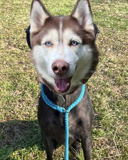 Bandit, Adoptable, Adult Male Hound & Mixed Breed.