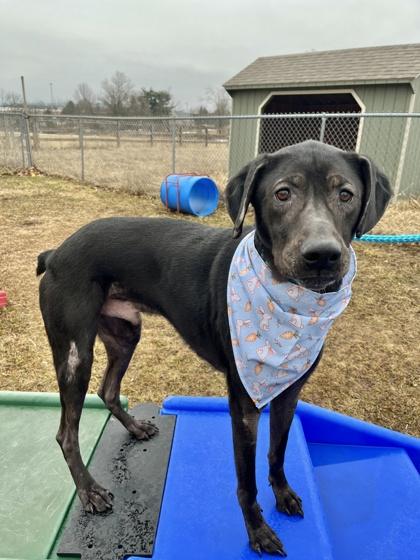 Enlarge Bandit, a Adoptable mixed breed in New Hope, PA image 2/3