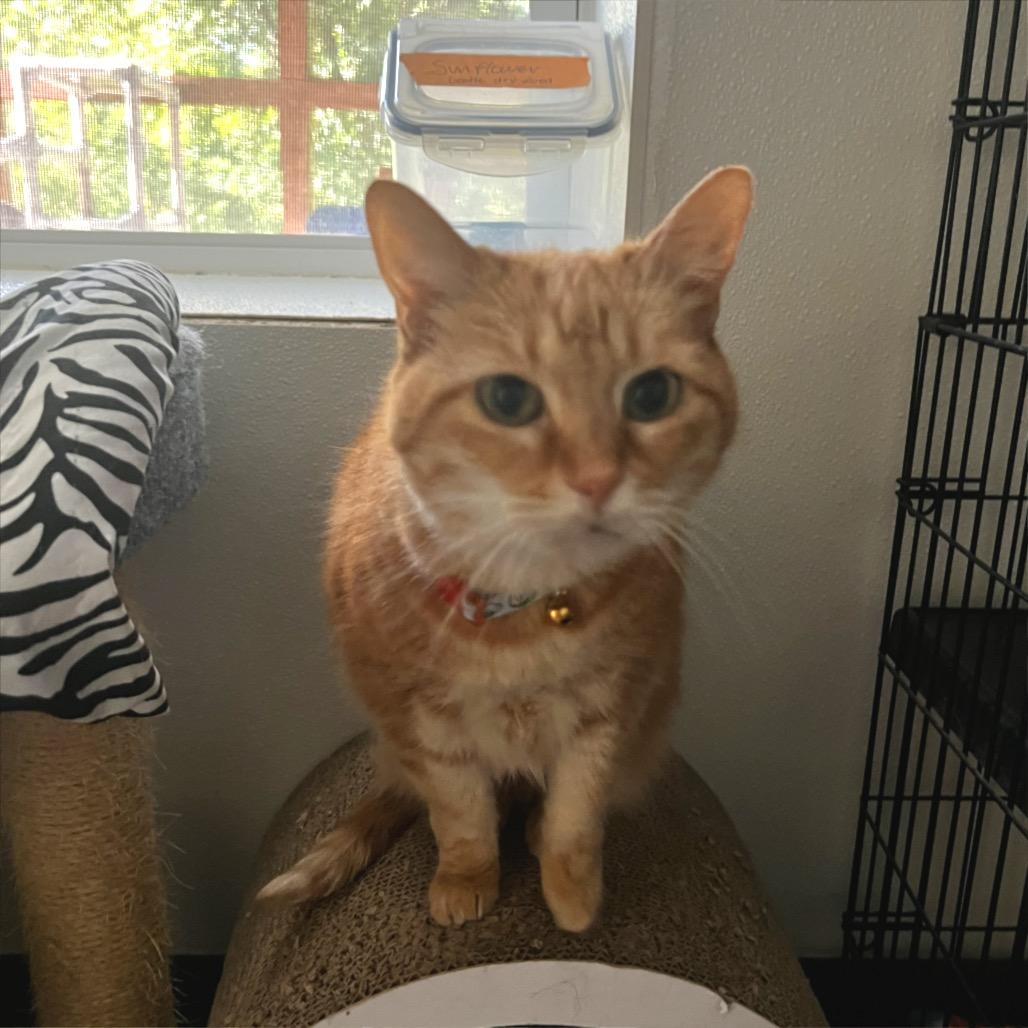 Sunflower, Adoptable, Senior Female Domestic Short Hair.