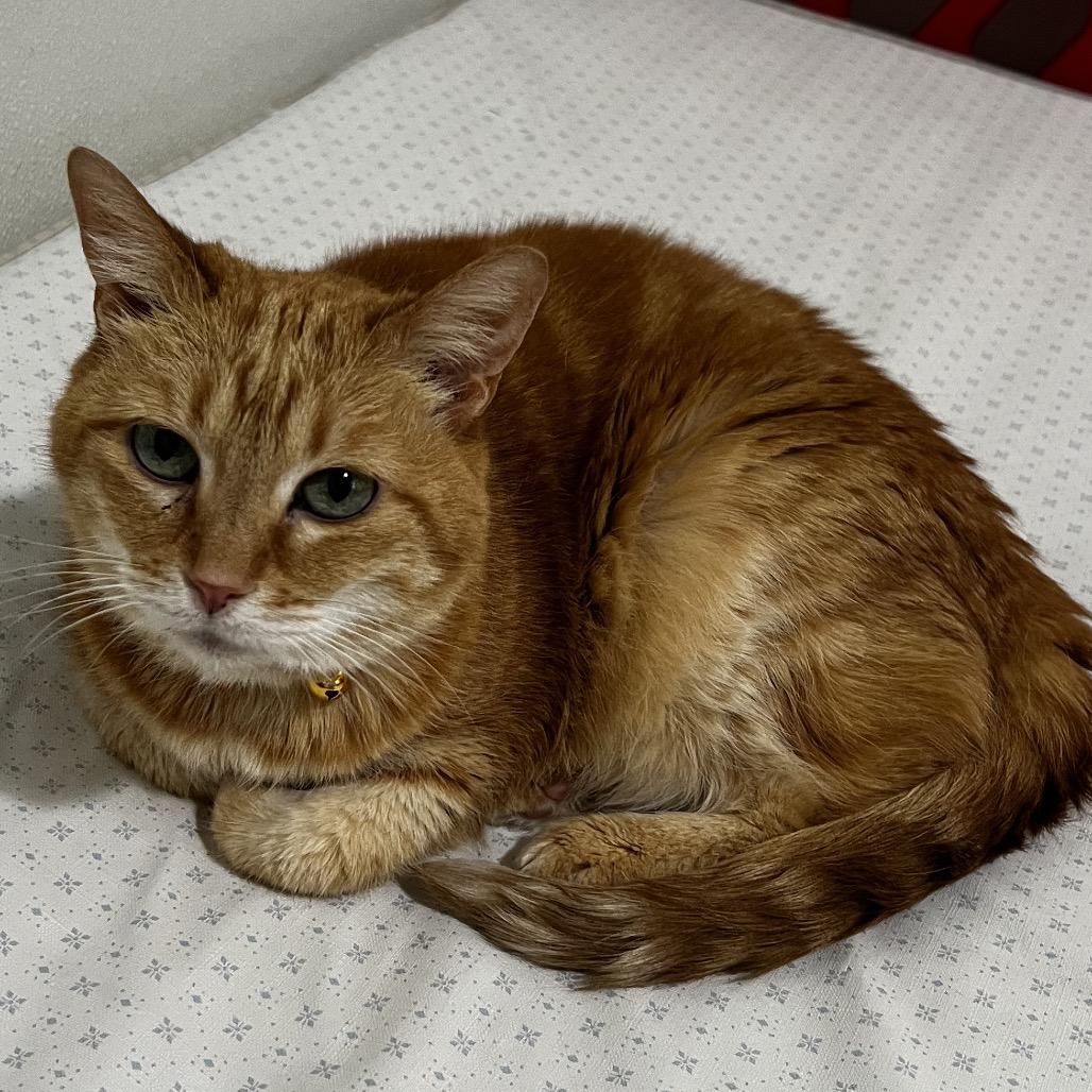 Enlarge Sunflower, a Adoptable Domestic Short Hair in Brighton, MO image 2/6