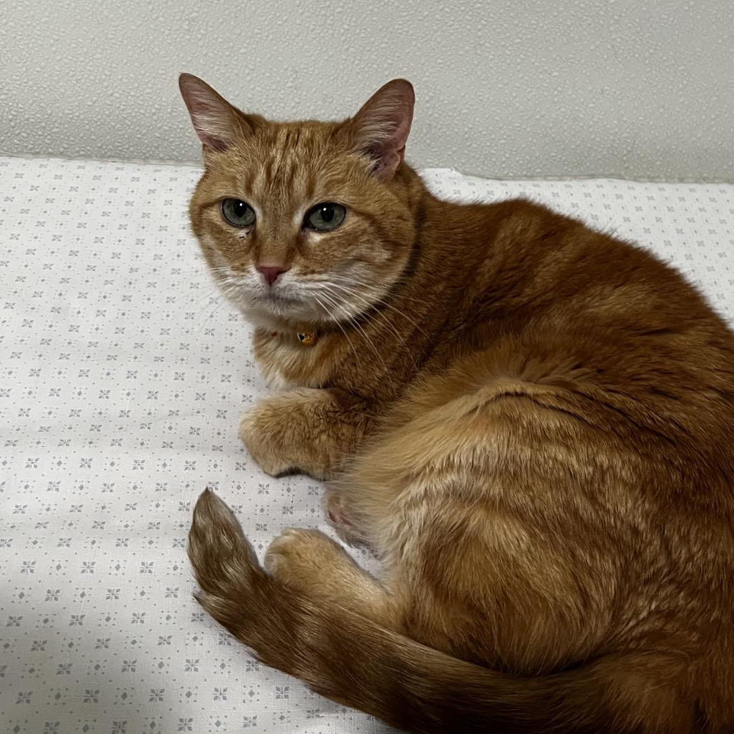 Enlarge Sunflower, a Adoptable Domestic Short Hair in Brighton, MO image 3/6