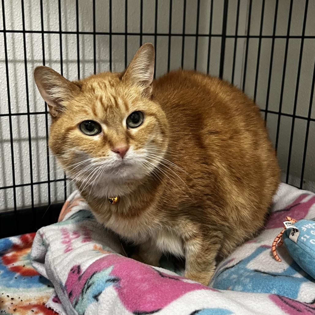 Enlarge Sunflower, a Adoptable Domestic Short Hair in Brighton, MO image 5/6