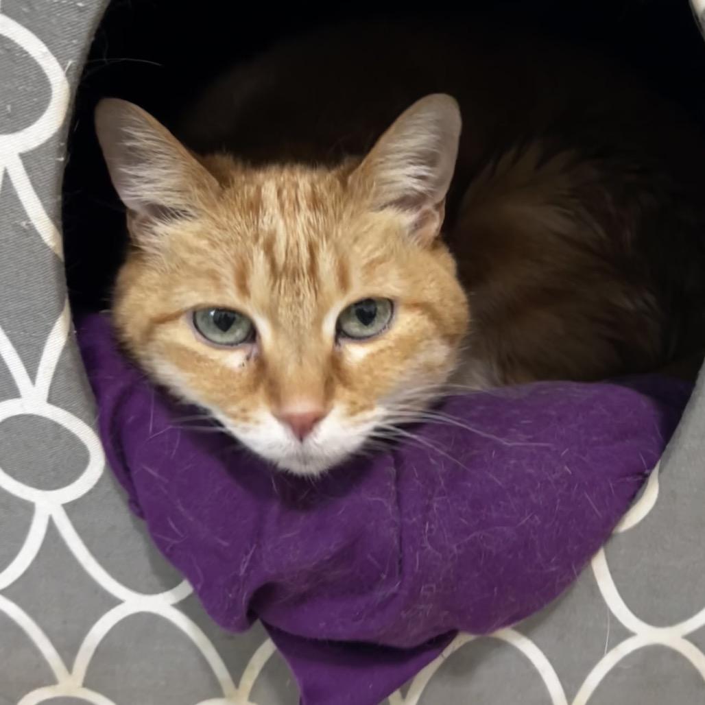 Enlarge Sunflower, a Adoptable Domestic Short Hair in Brighton, MO image 6/6