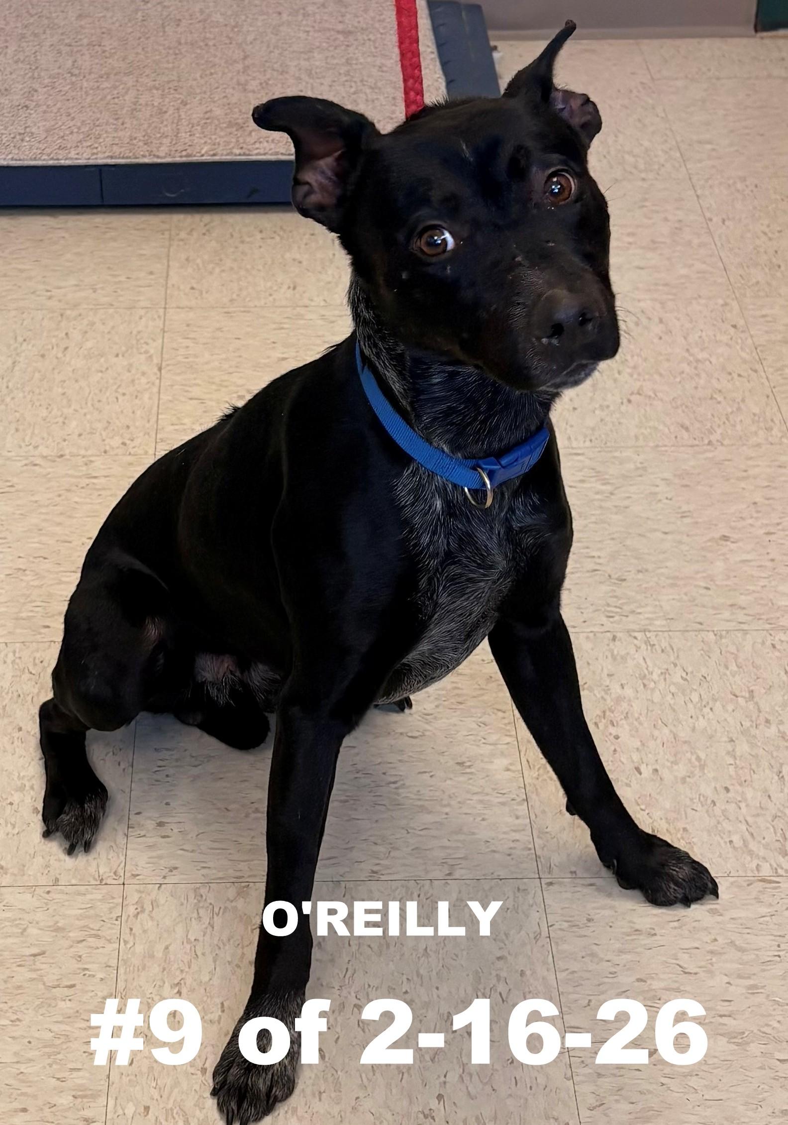 O'Reilly #9 of 2-16-26, adopted, Young Male Black Labrador Retriever.