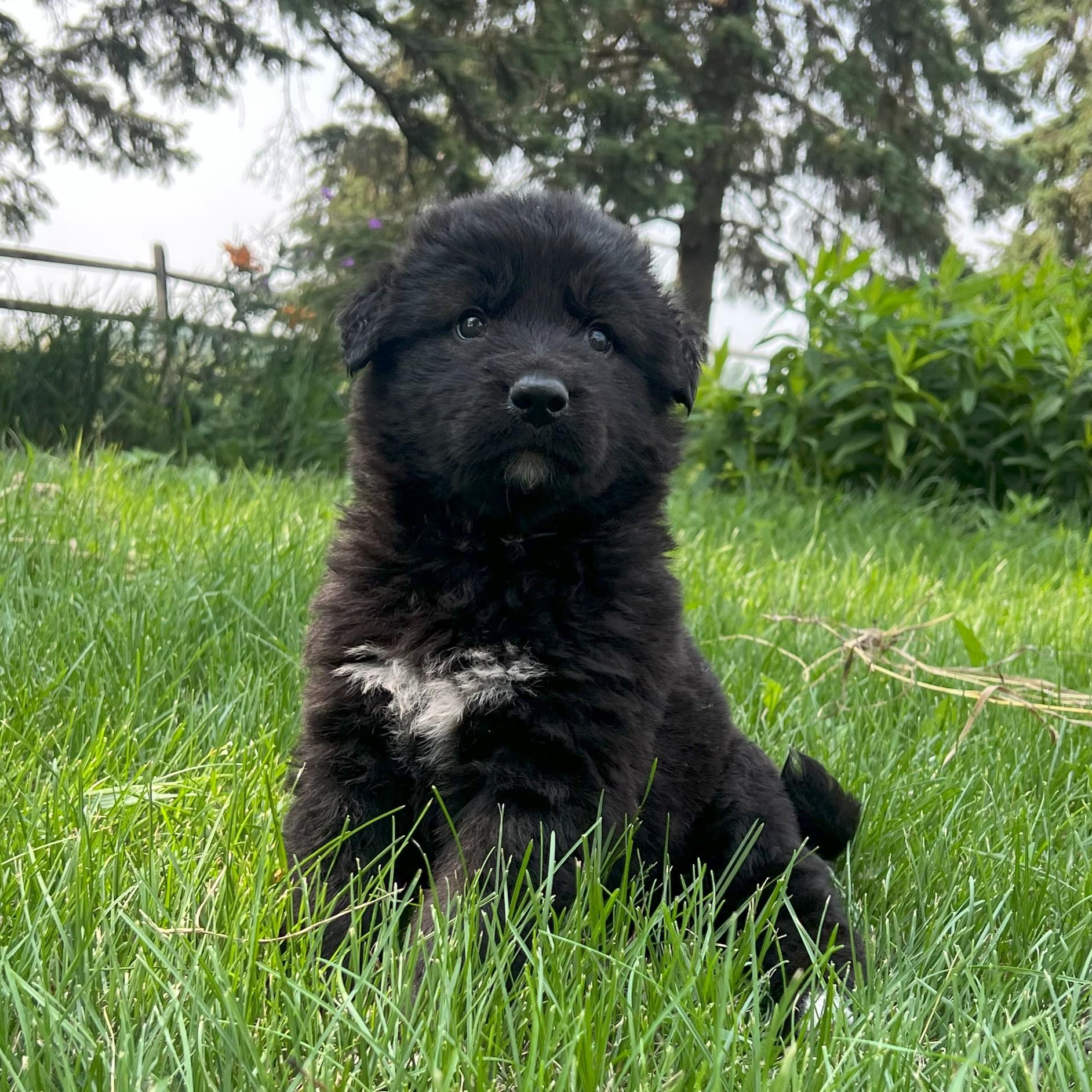 Bruce