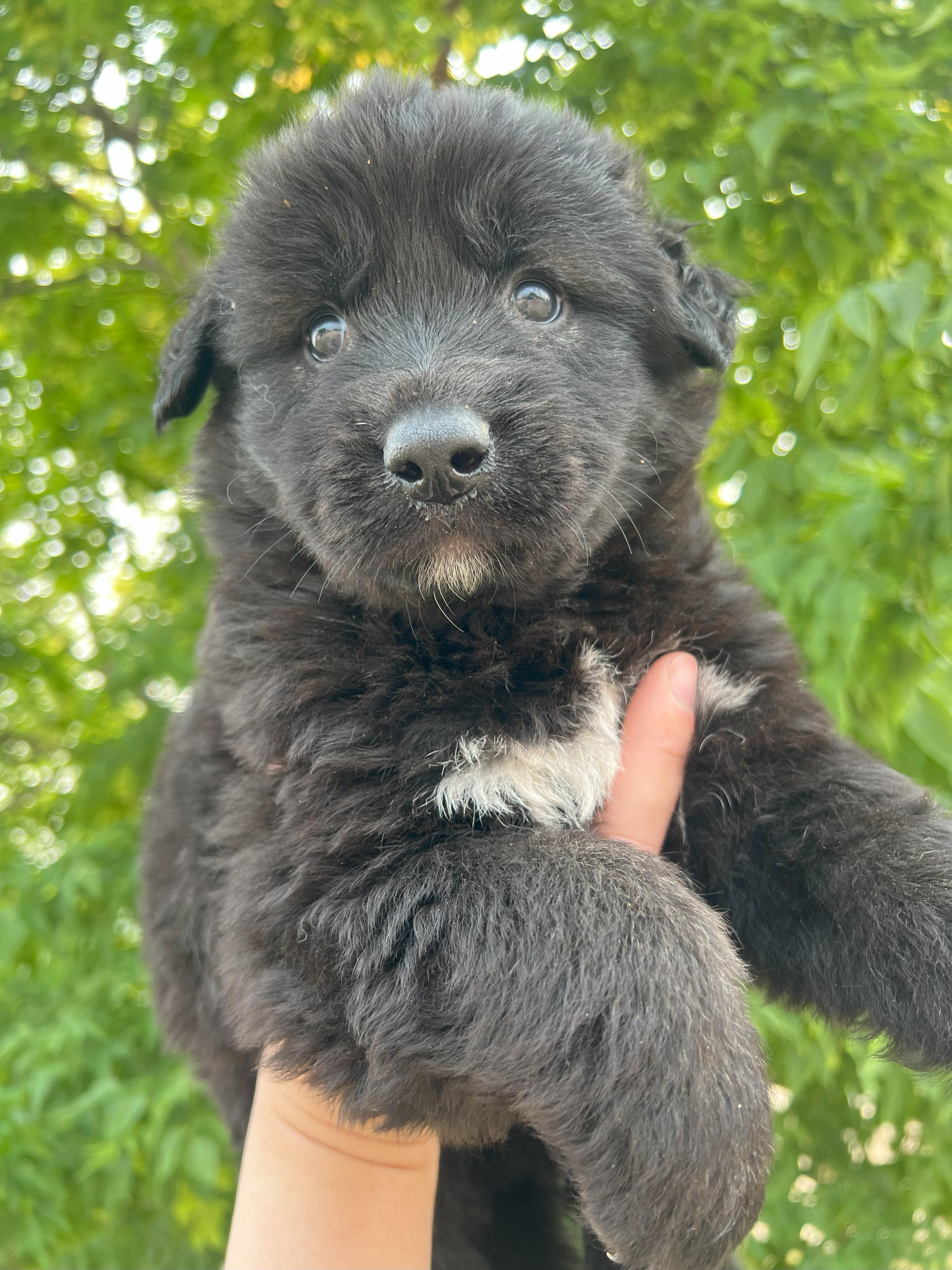Bruce