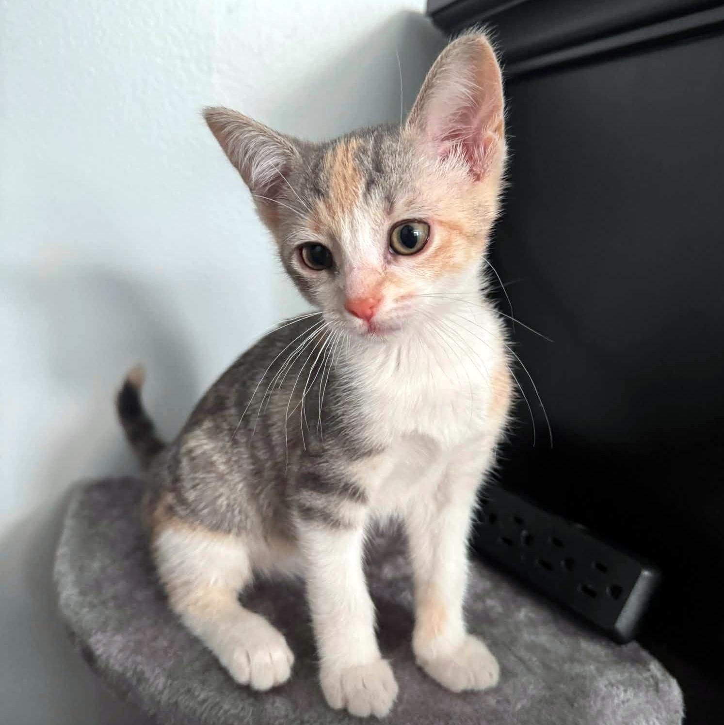 Poppy, adopted, Kitten Female Domestic Short Hair.
