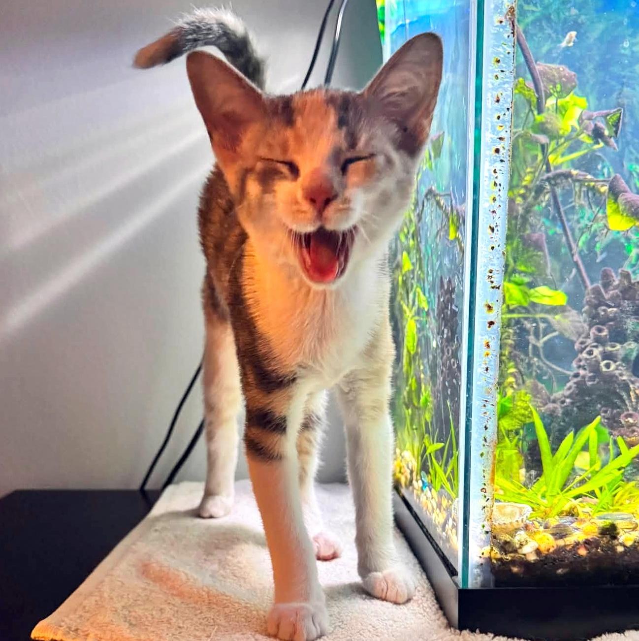 Poppy, an adopted Domestic Short Hair in Pittsburgh, PA image 3/6