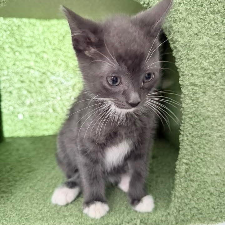 Bean, an adopted mixed breed in Kentwood, MI image 5/6