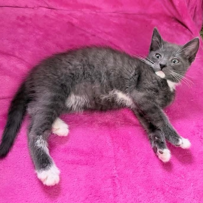 Bean, adopted, Kitten Male Domestic Short Hair & Tuxedo.