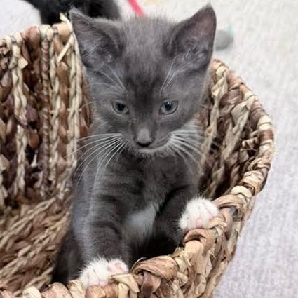 Bean, an adopted mixed breed in Kentwood, MI image 2/6