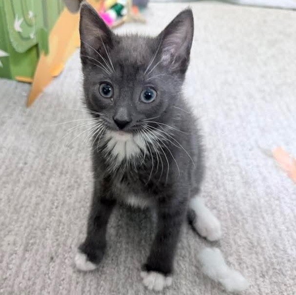 Bean, an adopted mixed breed in Kentwood, MI image 4/6