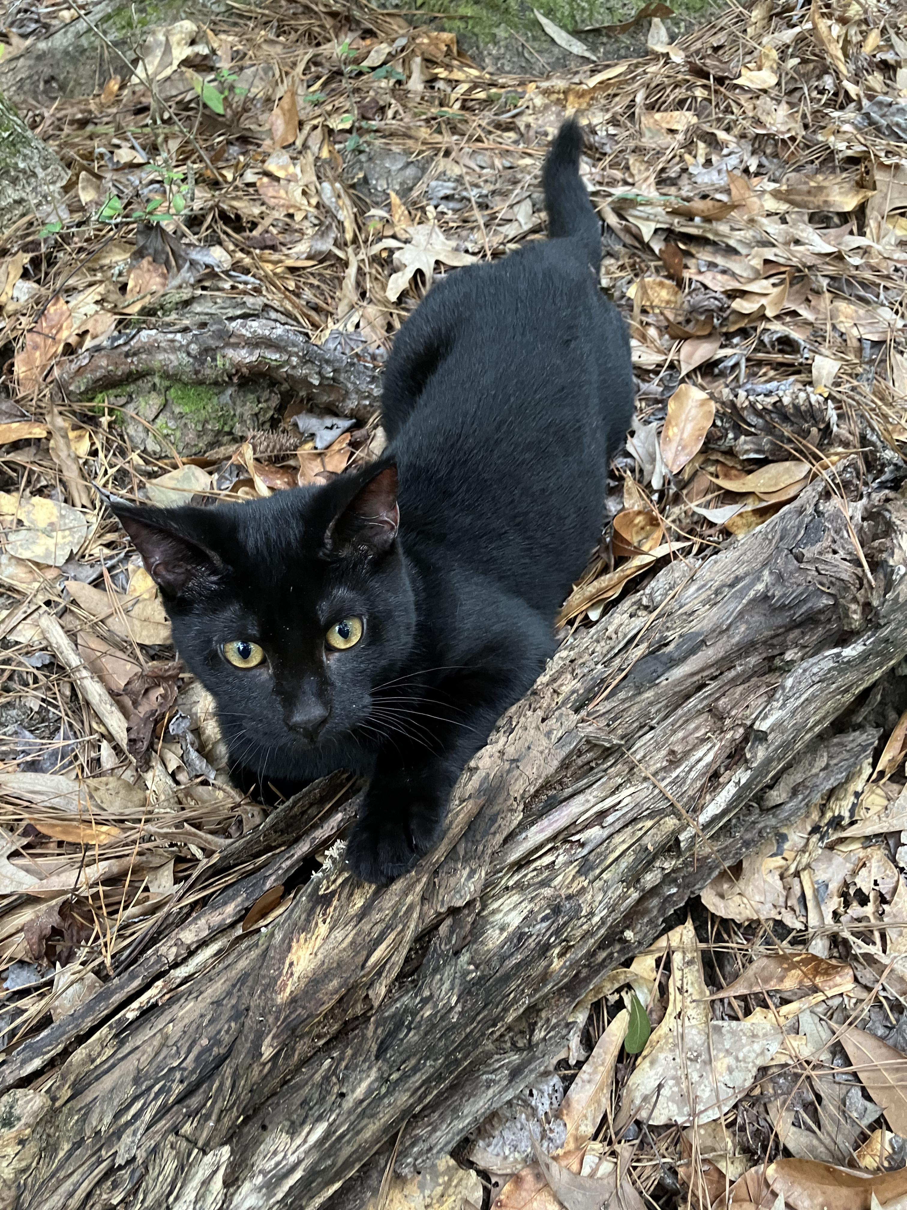 Violet, a Adoptable Domestic Short Hair in Mount Pleasant, SC image 2/3