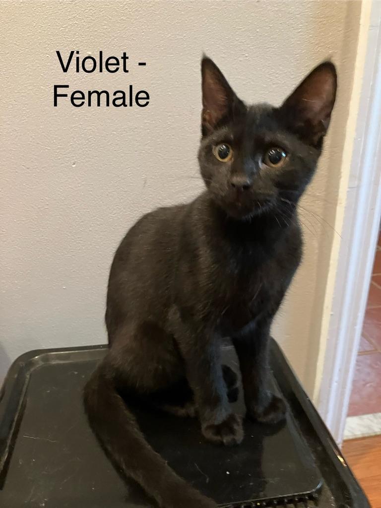 Violet, a Adoptable Domestic Short Hair in Mount Pleasant, SC image 1/3
