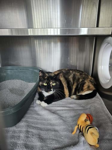 London, a Adoptable Domestic Short Hair in Webster, MA image 1/2