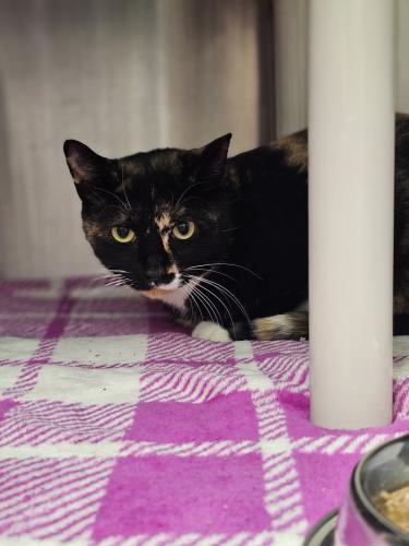 London, a Adoptable Domestic Short Hair in Webster, MA image 2/2