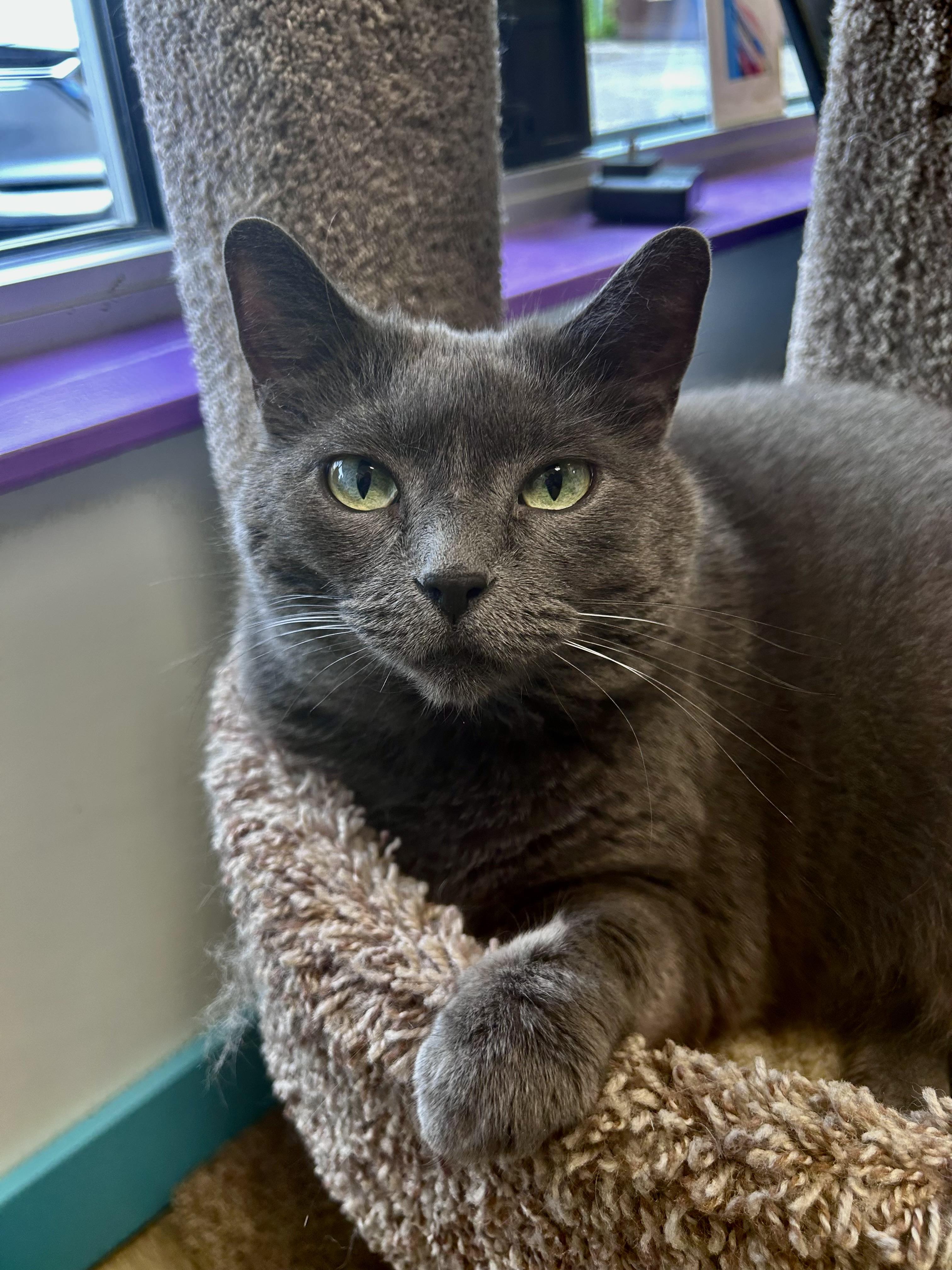 Enlarge Melanie, a Adoptable Domestic Short Hair in Grand Rapids, MI image 1/6