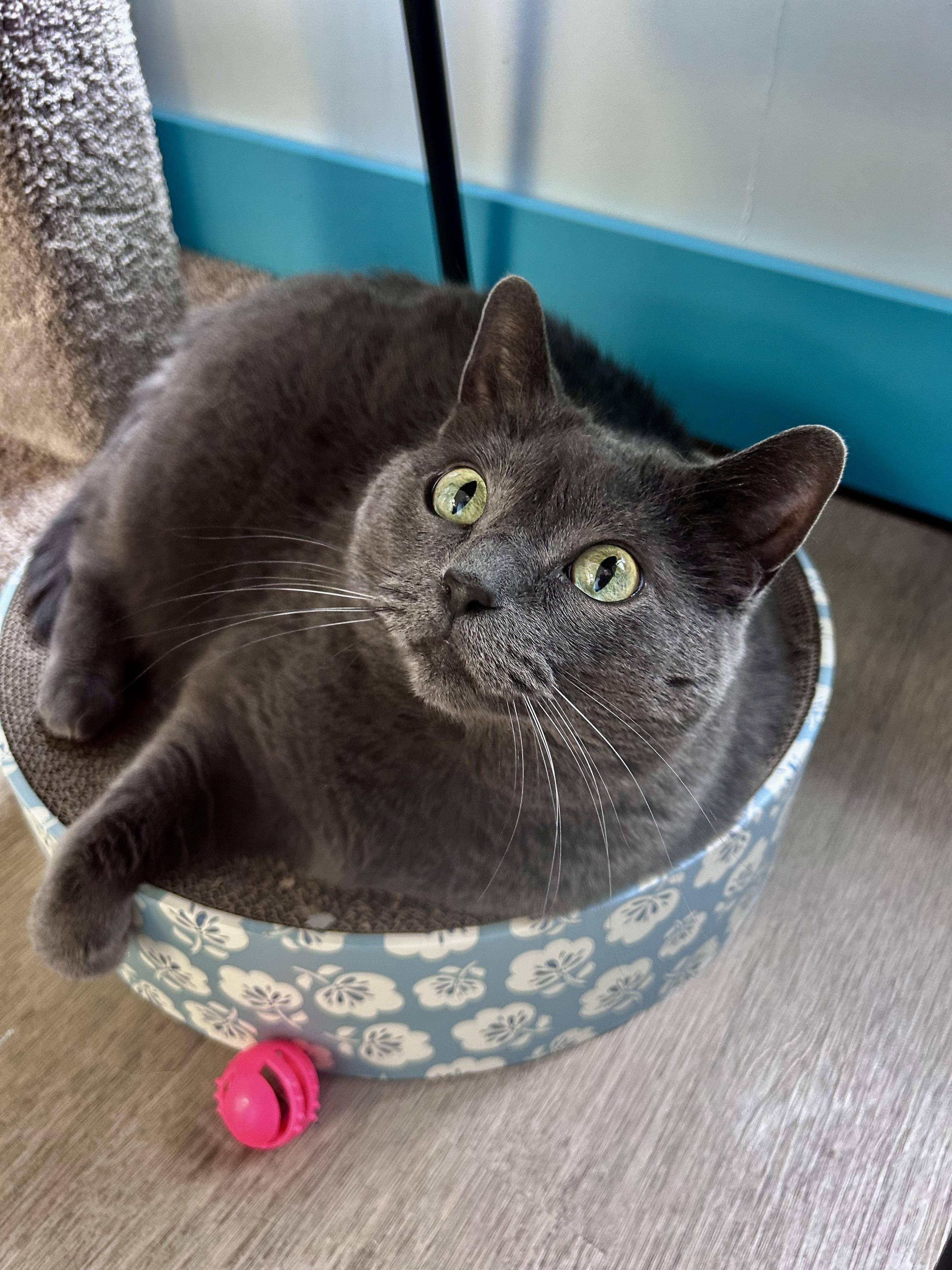 Enlarge Melanie, a Adoptable Domestic Short Hair in Grand Rapids, MI image 5/6