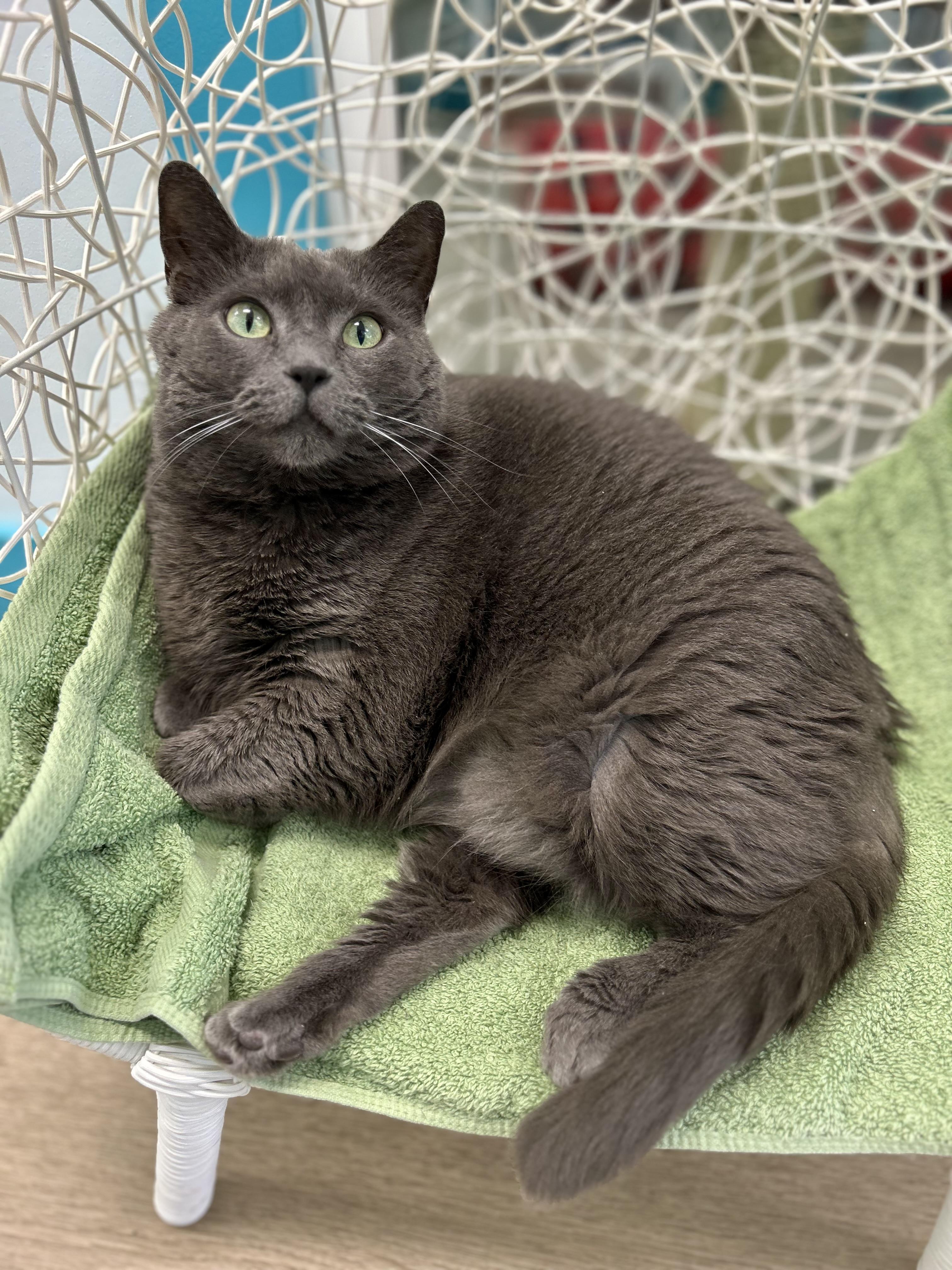 Enlarge Melanie, a Adoptable Domestic Short Hair in Grand Rapids, MI image 2/6