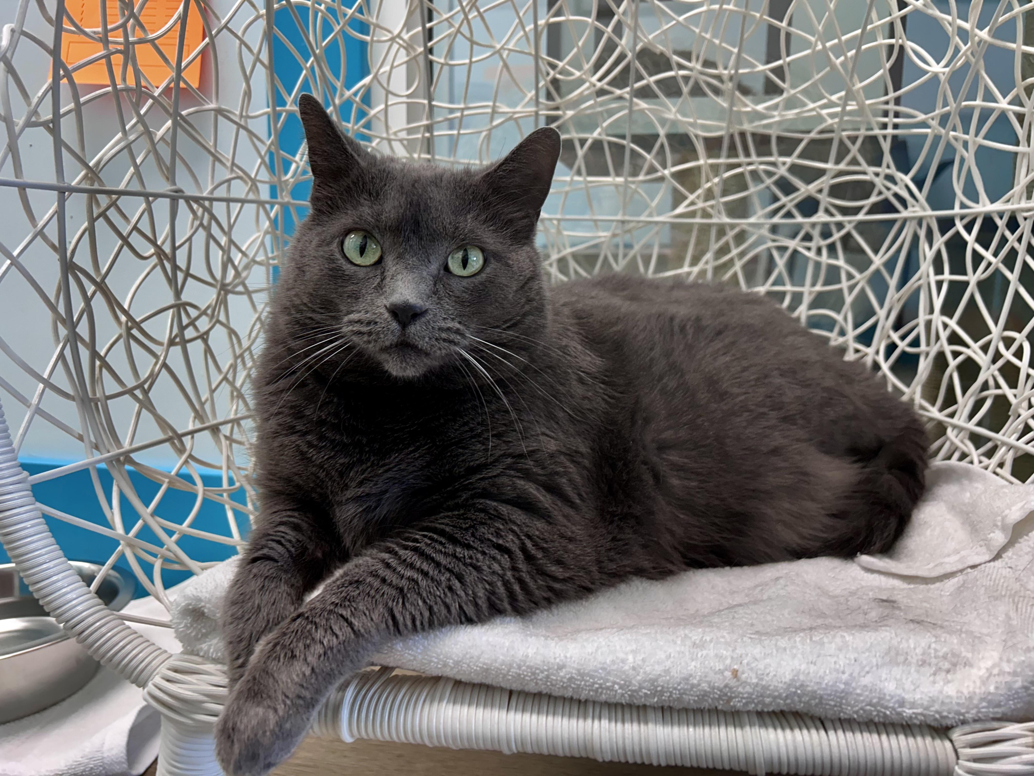 Enlarge Melanie, a Adoptable Domestic Short Hair in Grand Rapids, MI image 4/6