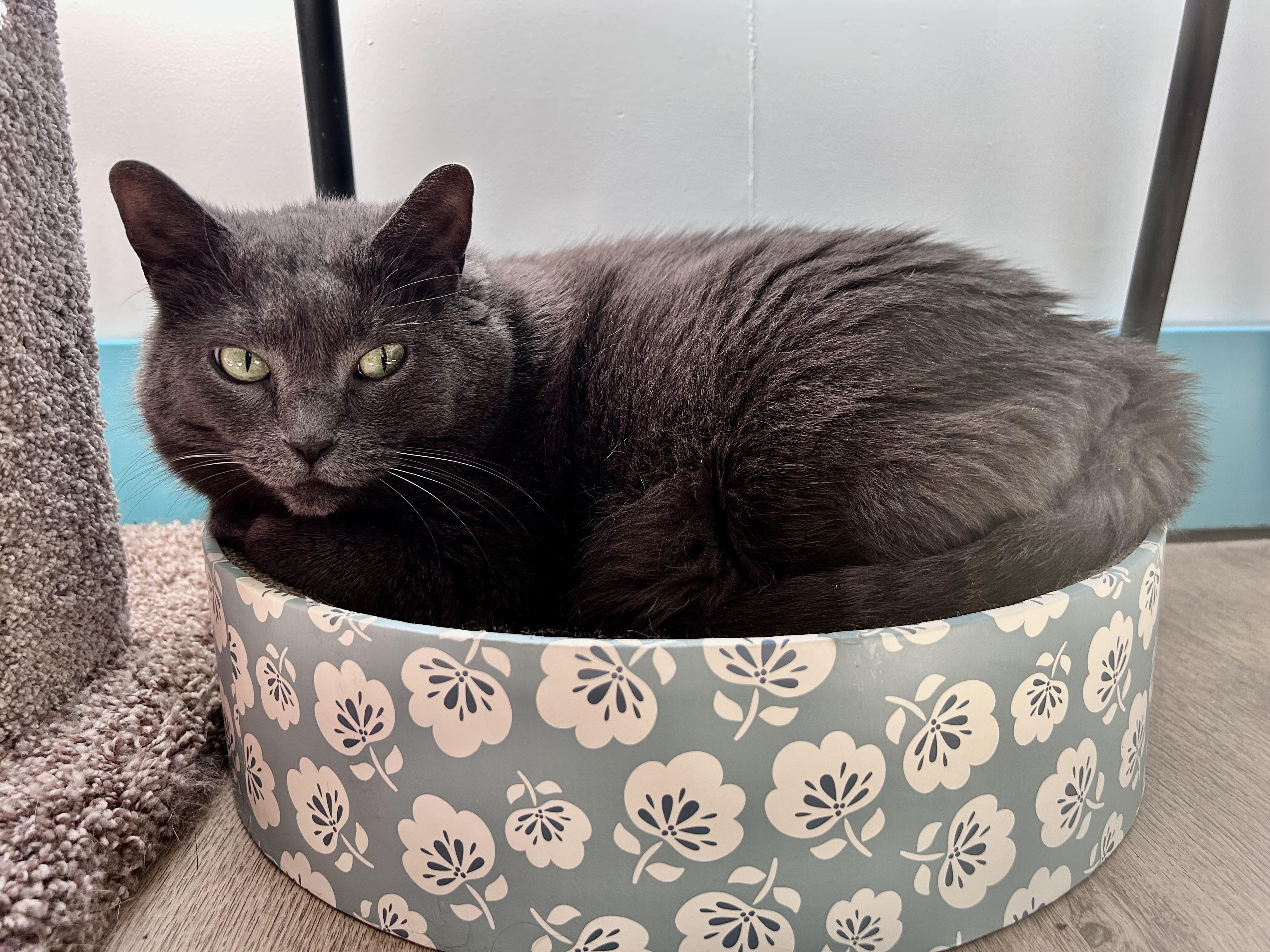 Enlarge Melanie, a Adoptable Domestic Short Hair in Grand Rapids, MI image 6/6
