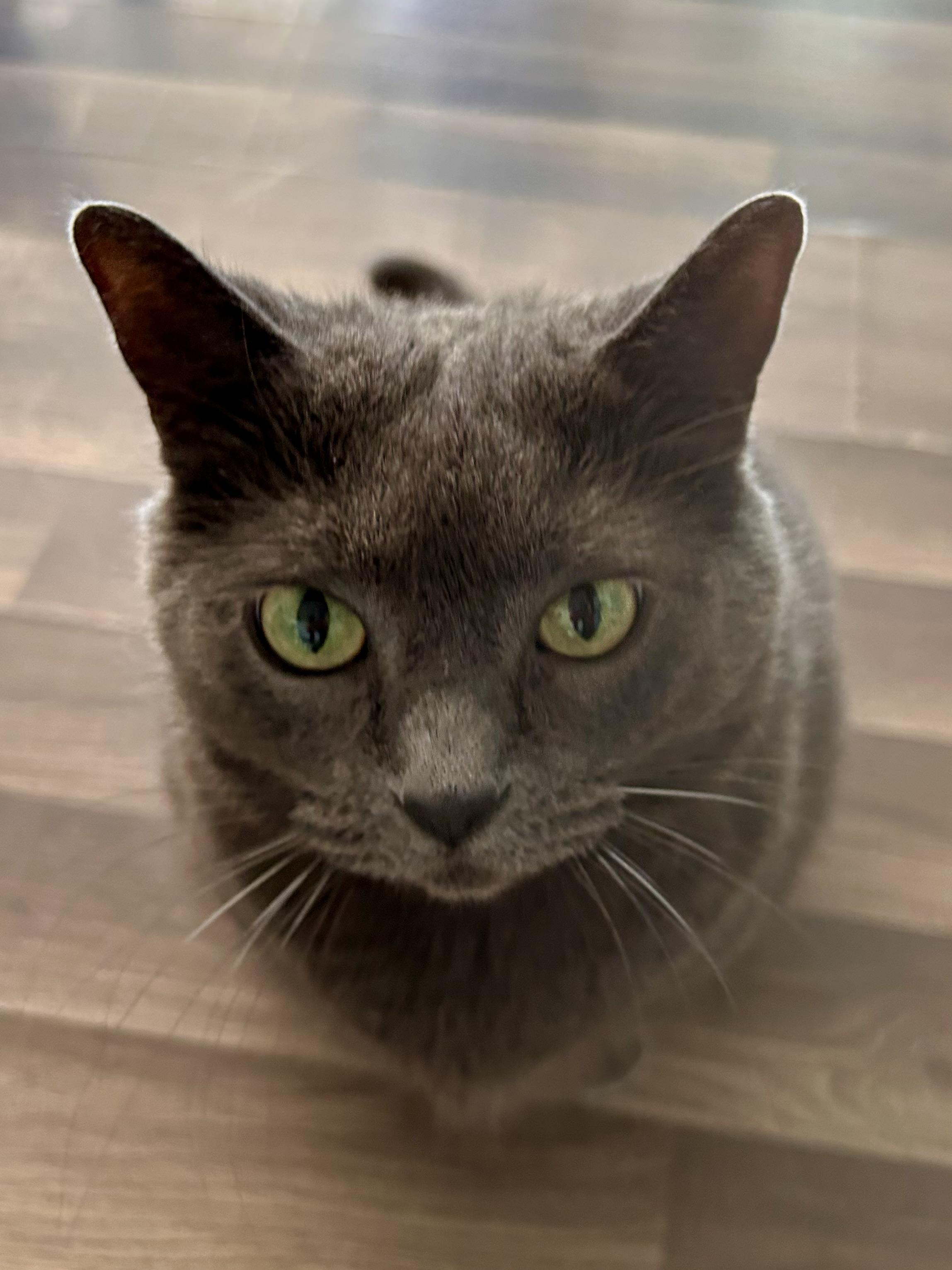 Melanie, Adoptable, Adult Female Domestic Short Hair.