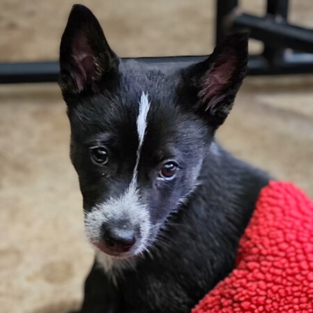 Enlarge Derby, a Adopted Australian Cattle Dog / Blue Heeler in Minneapolis, MN image 3/5