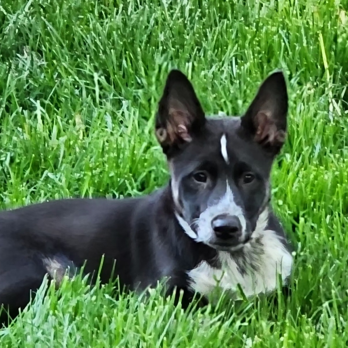 Derby, Adopted, Young Male Australian Cattle Dog / Blue Heeler.