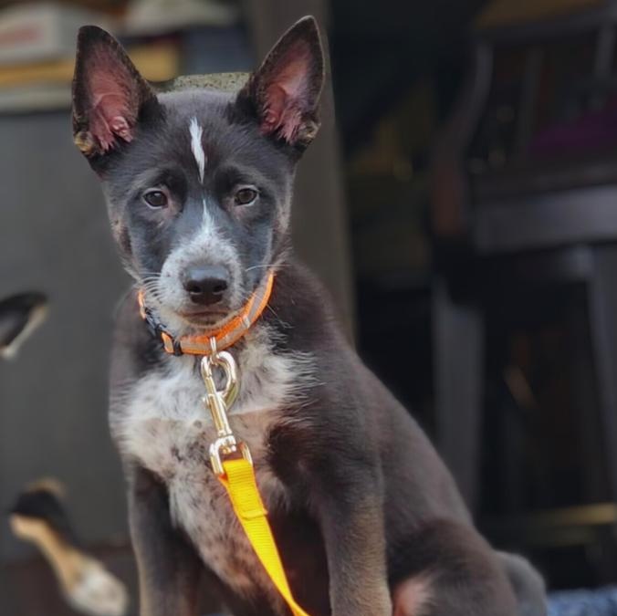 Enlarge Derby, a Adopted Australian Cattle Dog / Blue Heeler in Minneapolis, MN image 2/5