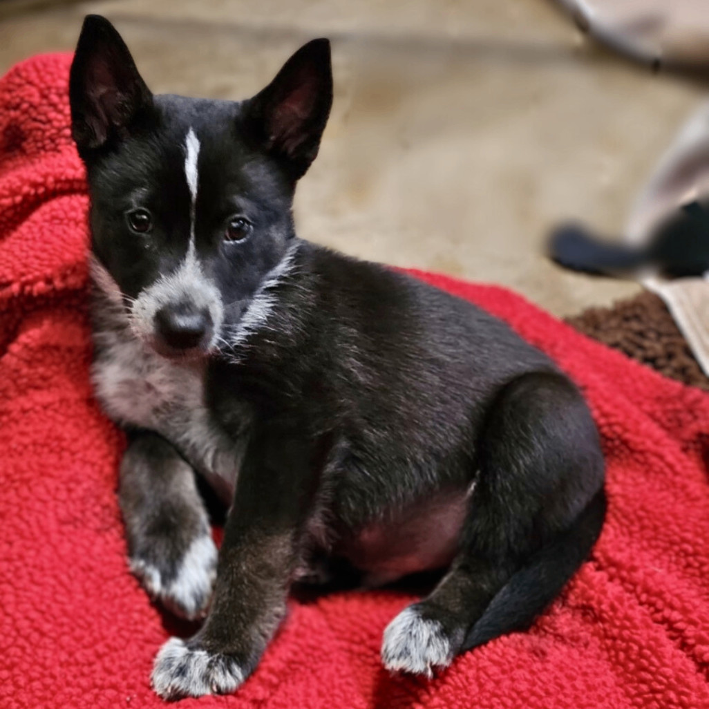 Enlarge Derby, a Adopted Australian Cattle Dog / Blue Heeler in Minneapolis, MN image 4/5