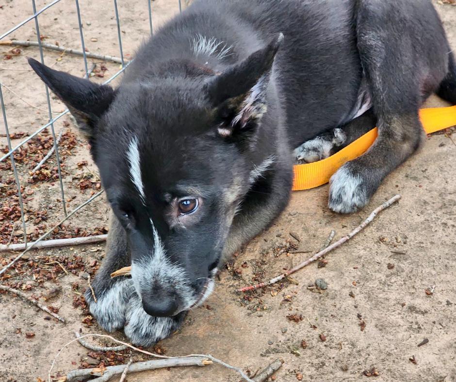 Enlarge Derby, a Adopted Australian Cattle Dog / Blue Heeler in Minneapolis, MN image 5/5
