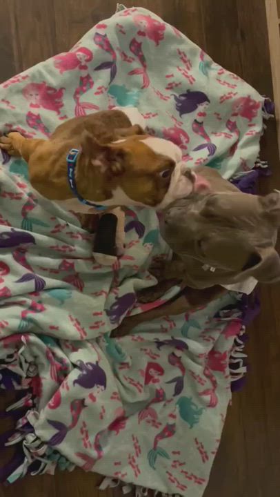 Enlarge Cyrus, a Adopted mixed breed in Austin, TX video 1/6