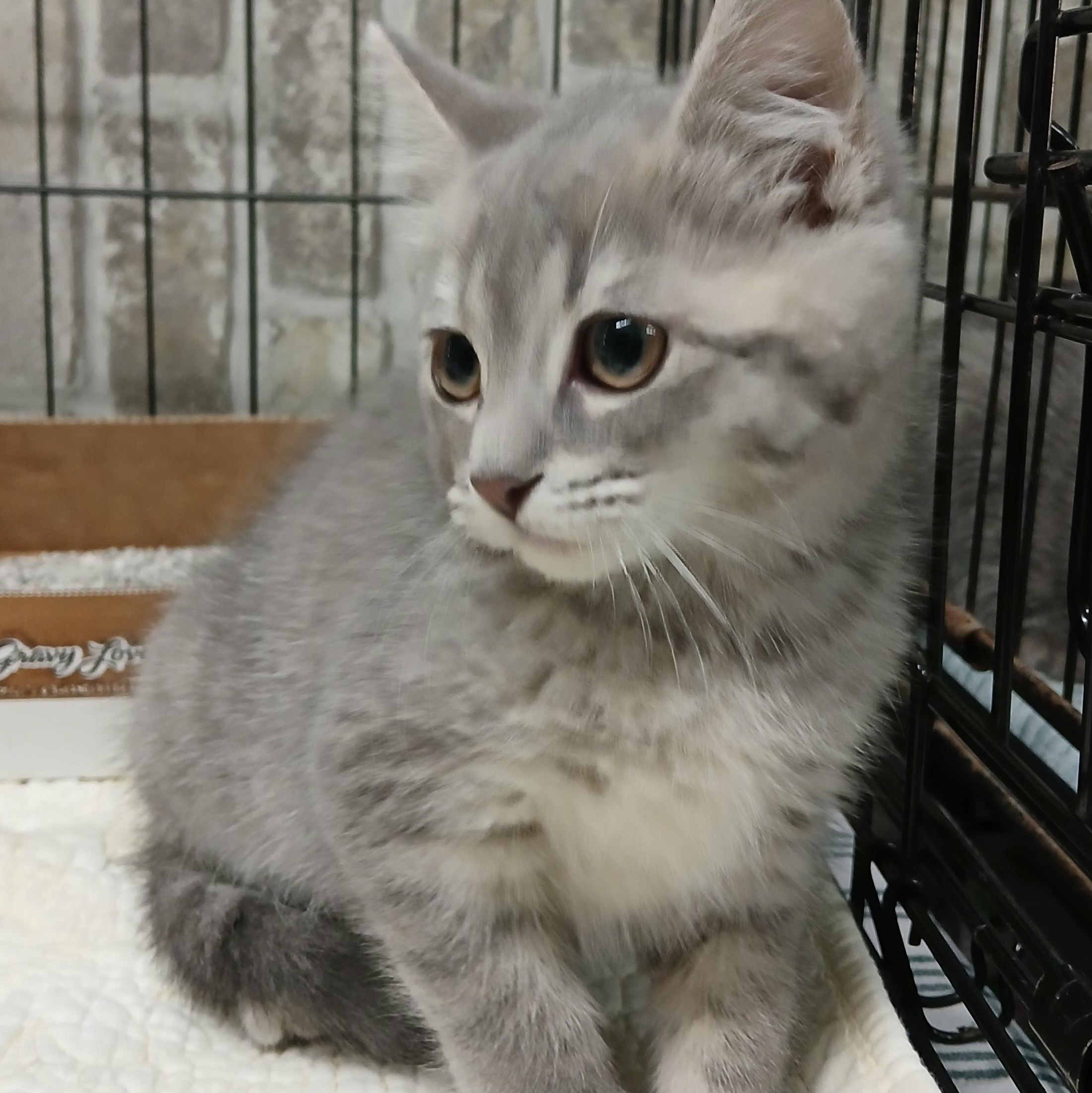 Skippy, adopted, Kitten Female Domestic Short Hair & Tabby.