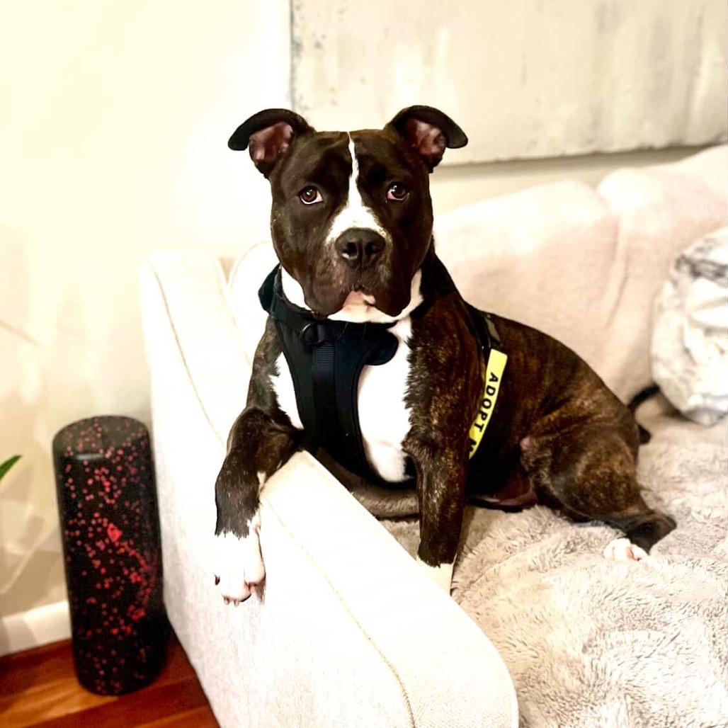 Enlarge Sammy, a Adoptable mixed breed in Arlington, VA image 5/6