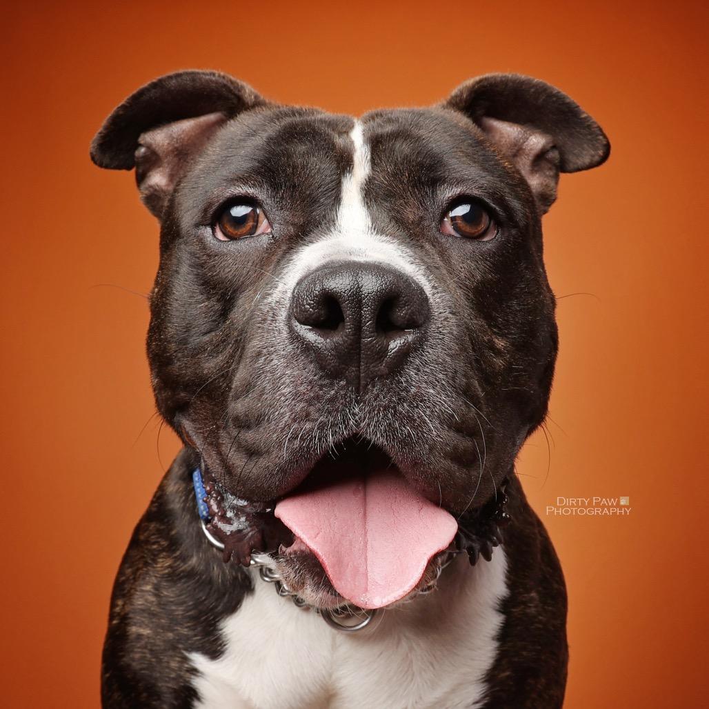 Enlarge Sammy, a Adoptable mixed breed in Arlington, VA image 6/6