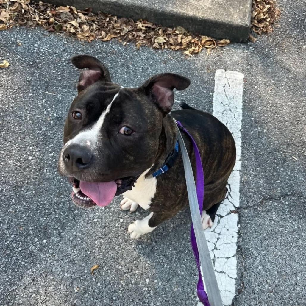 Enlarge Sammy, a Adoptable mixed breed in Arlington, VA image 2/6