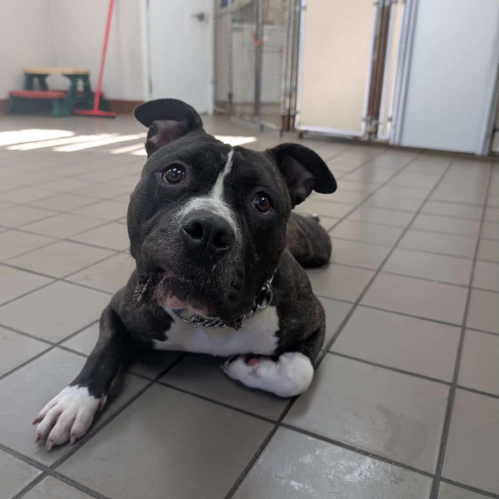 Enlarge Sammy, a Adoptable mixed breed in Arlington, VA image 4/6