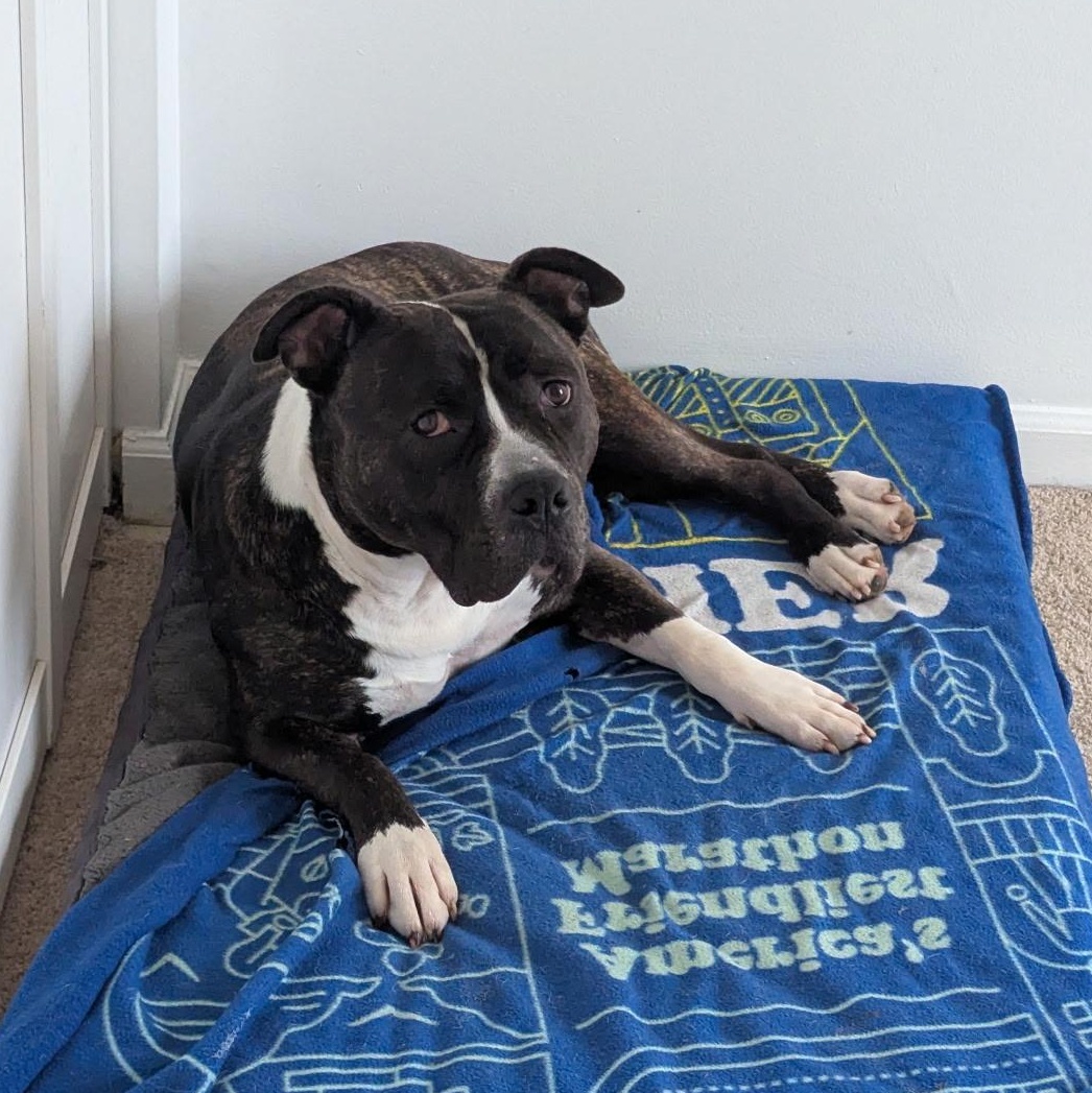 Enlarge Sammy, a Adoptable mixed breed in Woodbridge, VA image 6/6