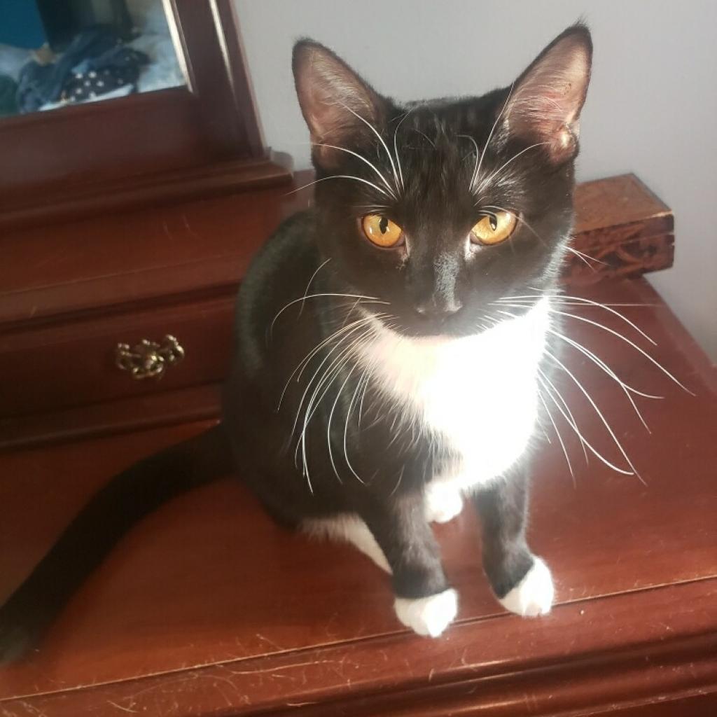 Sally, a Adoptable Domestic Short Hair in St. Peters, MO image 1/4